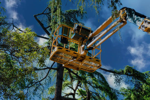 Why Choose Our Tree Removal Services in Southern Shops, SC?