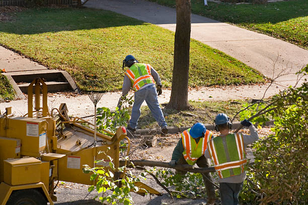 Best Tree Disease Treatment  in Southern Shops, SC