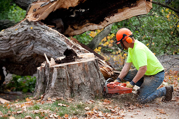 Best Leaf Removal  in Southern Shops, SC